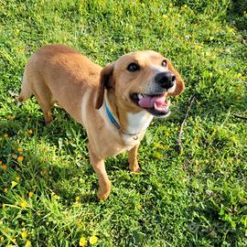 Mix bassotto retriver allegro e fedele
