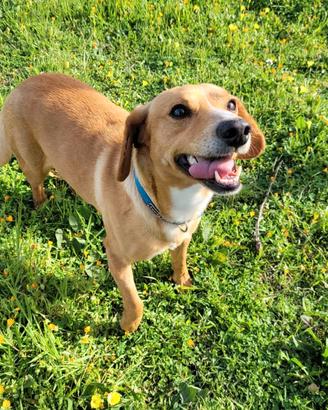 Mix bassotto retriver allegro e fedele