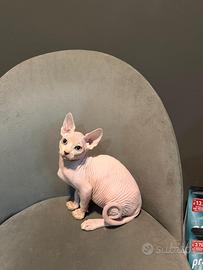 2 cucfioli di 3 mesi razza Sphynx
