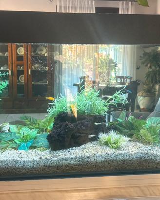 Acquario completo funzionante