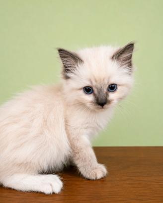 Cucciolo Ragdoll Blue Tabbie - Cascina 900