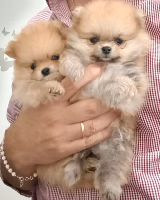Cuccioli di Pomerania con pedigree ENCI