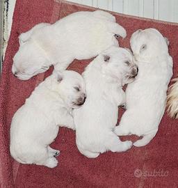 West Highland White Terrier