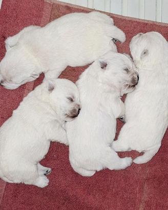 West Highland White Terrier