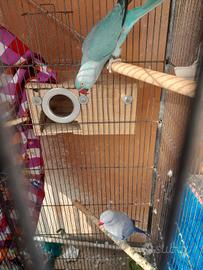 Parrocchetti dal collare