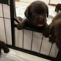 Cuccioli Labrador chocolate alta genealogia