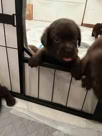 Cuccioli Labrador chocolate alta genealogia