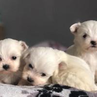 Maltese toy