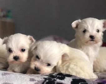 Maltese toy