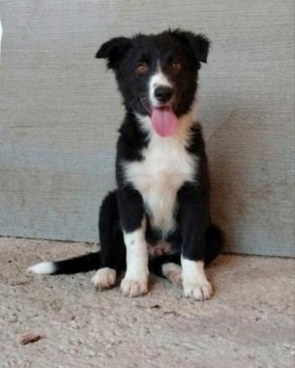 border collie 