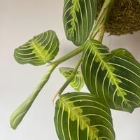 Kokedama maranta lemon lime