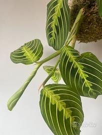 Kokedama maranta lemon lime