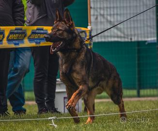 Pastore tedesco per accoppiamenti