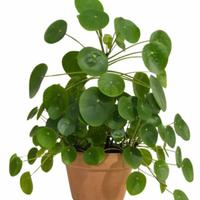 Pianta monete cinesi