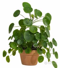 Pianta monete cinesi