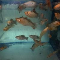 Velifere e Molly di diversa dimensioni