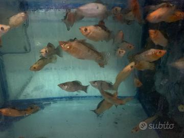 Velifere e Molly di diversa dimensioni