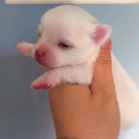 Vendita Chihuahua