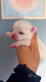 Vendita Chihuahua