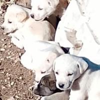 Cuccioli incrocio