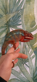 Camaleonte furcifer pardalis ambilobe maschio