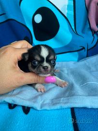 Cucciolo chihuahua toy