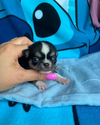 Cucciolo chihuahua toy