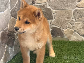 Shiba inu