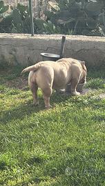 American Bully Fem Quality
