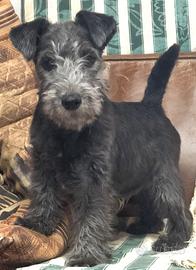 Schnauzer