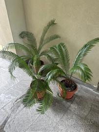 Tre Cycas revoluta in vaso