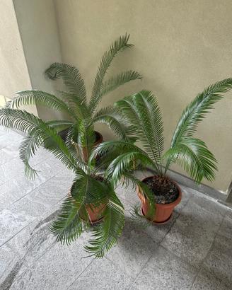 Tre Cycas revoluta in vaso