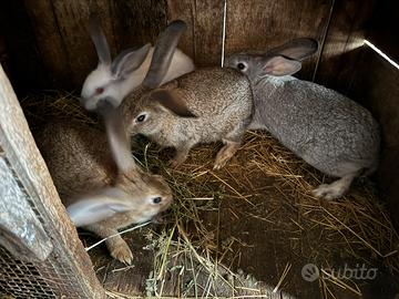 Conigli