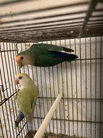 Inseparabili roseicollis