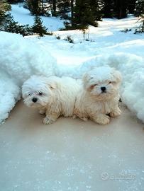 Maltese pedigree Enci