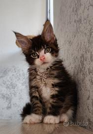 Cucciolo Maine Coon maschio