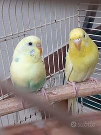 2 cocorite femmine e 1 maschio