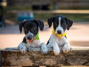 cuccioli maschi due mesi 