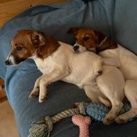 Jack russell terrier