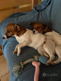 Jack russell terrier