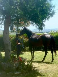 Cavallo purosangue irlandese Roseto degli Abruzzi