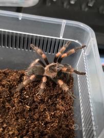 Tarantola brachypelma hamorii