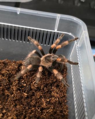 Tarantola brachypelma hamorii