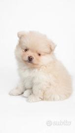 Volpino di pomerania crema