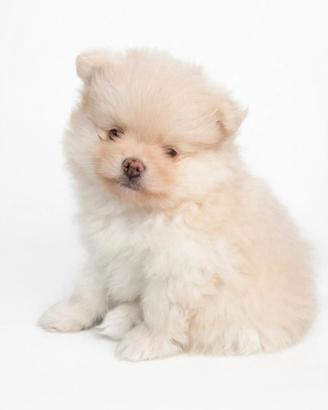 Volpino di pomerania crema