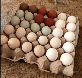 Marans, padovana, moroseta, olive egger, araucana