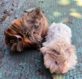 Fratellini di porcellini d'india