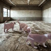 Cuccioli Segugio Posavatz - Linea selezionata