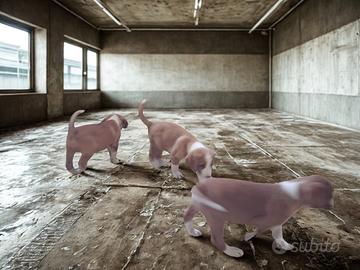 Cuccioli Segugio Posavatz - Linea selezionata