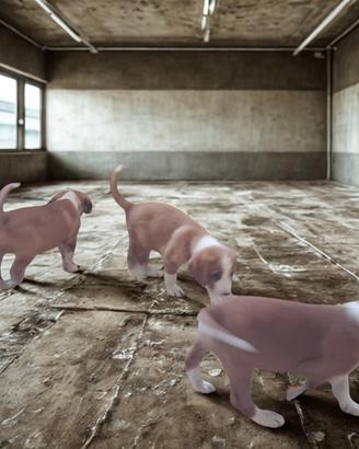 Cuccioli Segugio Posavatz - Linea selezionata